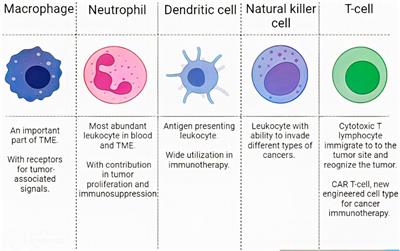The role of cell membrane-coated nanoparticles as a novel treatment approach in glioblastoma